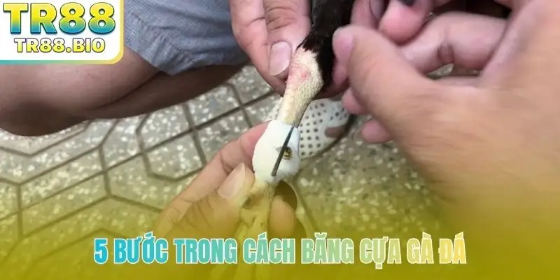 5 bước trong cách băng cựa gà đá